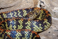 Siphlophis cervinus
