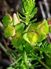 Euphorbia ericoides