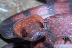 Siphlophis compressus