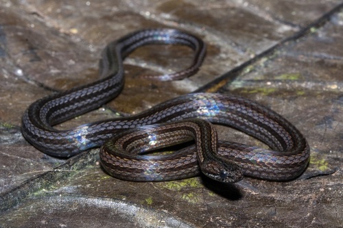 Short-nosed Groundsnake