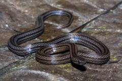 Short-nosed Groundsnake
