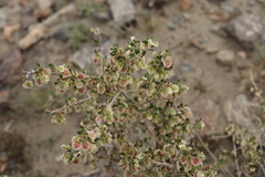 Atraphaxis replicata