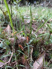 Dawsonia