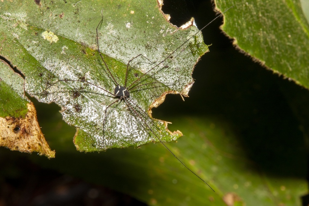 Paecilaema argentinoi