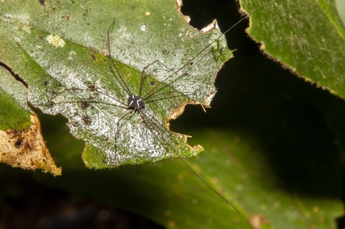Paecilaema argentinoi