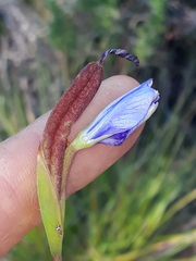 Aristea pusilla