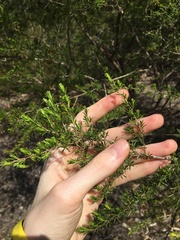 Kunzea ambigua