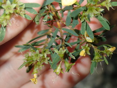 Pultenaea blakelyi