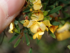 Pultenaea blakelyi