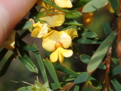 Pultenaea blakelyi