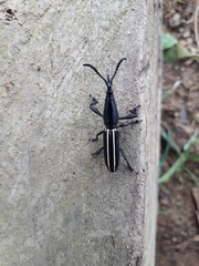 Claeoderes radulirostris mexicanus