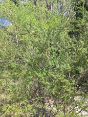 Kunzea ambigua