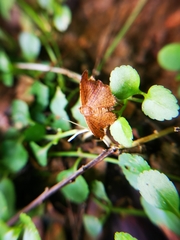 Striglininae