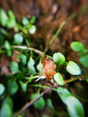 Striglininae