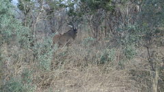 Hippotragus equinus koba