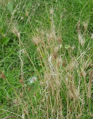 Hordeum jubatum
