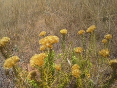 Helichrysum kraussii