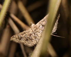 Nausinoe geometralis