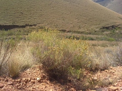 Helichrysum kraussii