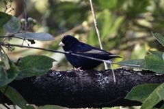 Vidua chalybeata centralis