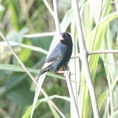 Vidua chalybeata centralis