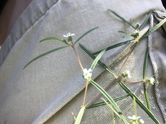 Euphorbia florida