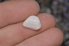 Striarca pisolina