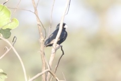 Vidua chalybeata centralis