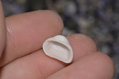 Striarca pisolina