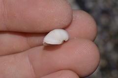 Striarca pisolina