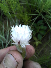 Helichrysum monticola