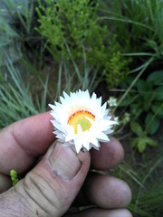 Helichrysum monticola