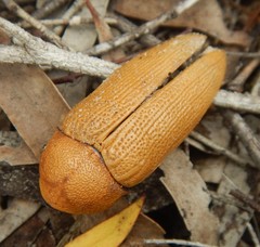 Julodimorpha bakewelli
