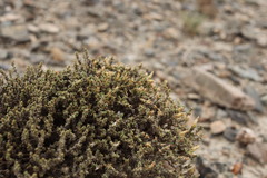 Nanophyton iliense