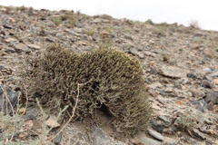 Nanophyton iliense