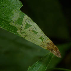 Liriomyza carphephori