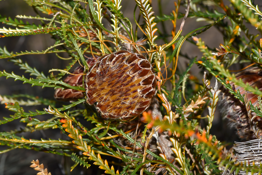 Banksia tenuis · iNaturalist