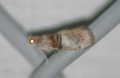 Pococera militella