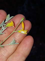 Argyrolobium polyphyllum