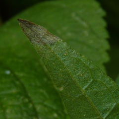 Liriomyza carphephori