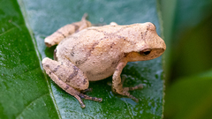 Spring Peeper photo 5