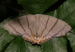 Orudiza protheclaria