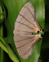 Orudiza protheclaria