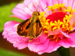 Atalopedes campestris huron