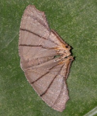 Orudiza protheclaria