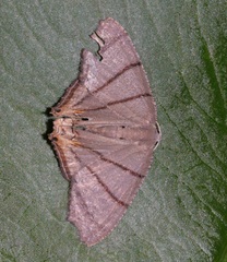 Orudiza protheclaria