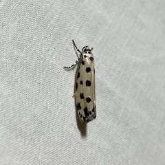 Ethmia sphaerosticha