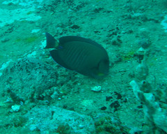 Acanthurus chirurgus