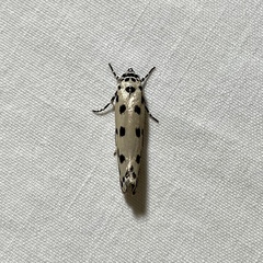 Ethmia sphaerosticha