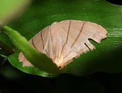 Orudiza protheclaria